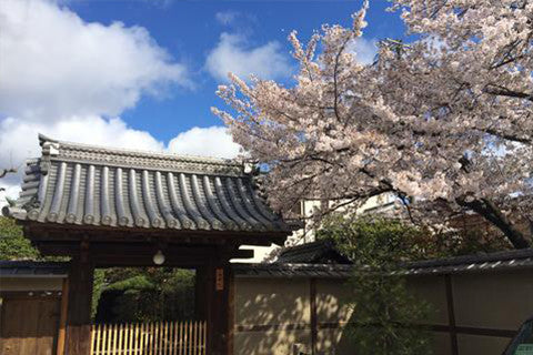 Travel Guide: Tokyo & Osaka