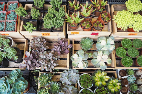 Where To Get Your Greens in Hong Kong