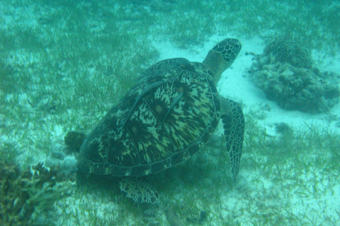 Sea Turtles Returning Home