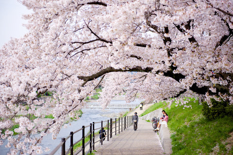 Best Places to See Japan's Cherry Blossoms