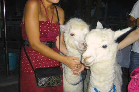 MISCHA Travel Diaries #087 - Shama Llama Ding Dong
